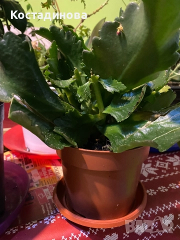 Каланхое, снимка 3 - Стайни растения - 52578578