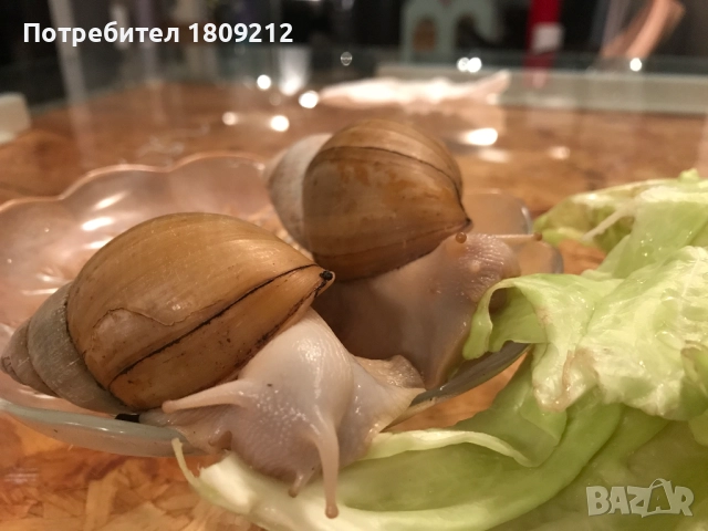 АХАТИНА, снимка 5 - Други - 52380258