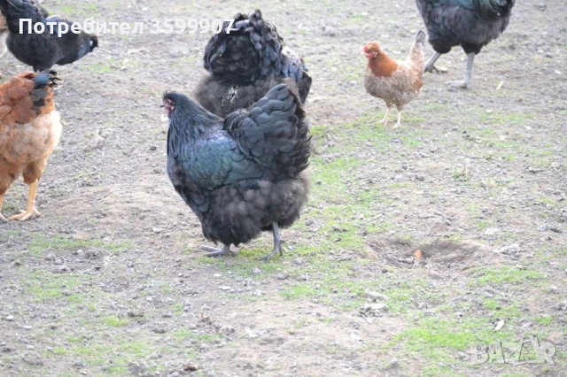 Оплодени яйца за инкубация, снимка 7 - Кокошки и пуйки - 53374419