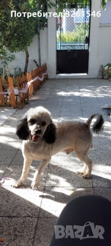 Продавам Мъжки пудел, снимка 3 - Пудели - 51857571