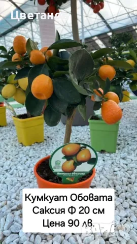 Кумкуат сорт Обовата