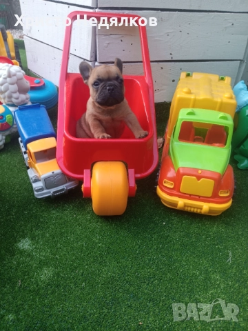 Френски булдог FRENCH BULLDOG , снимка 1