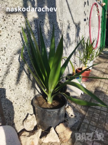Палма Юка агаве стайна, снимка 5 - Стайни растения - 32852031