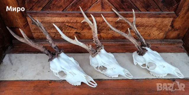 Трофей от сръндаци.Рога.3бр, снимка 3 - Други - 50266079
