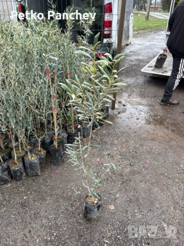 Маслина, снимка 3 - Градински цветя и растения - 50536289