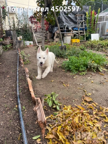 Бяла швейцарска овчарка 