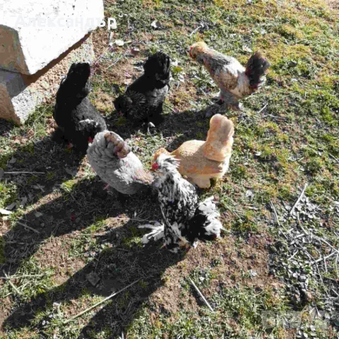 Струмски Бантам, снимка 11 - други­ - 49025276