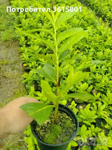 Лавровишна новита 4лв, снимка 8 - Градински цветя и растения - 51303378