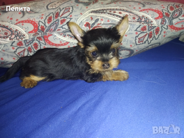 Мини йоркширски териери, снимка 8 - Йоркширски териер - 51977621