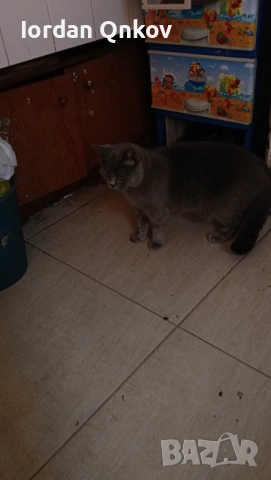 Продавам женска котка