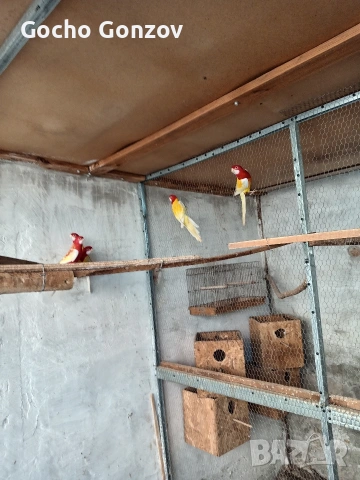 папагали розели, снимка 3 - Папагали - 53076209