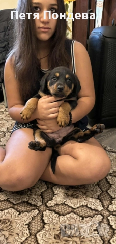 Продавам ротвайлети