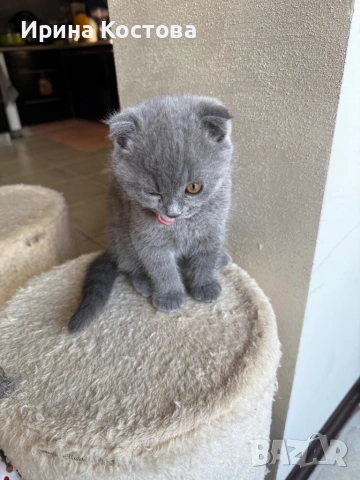 Малко игриво клепоухо шотландче, снимка 3 - Британска късокосместа - 53185202