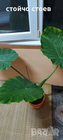 Трилисник, снимка 3 - Стайни растения - 39111969