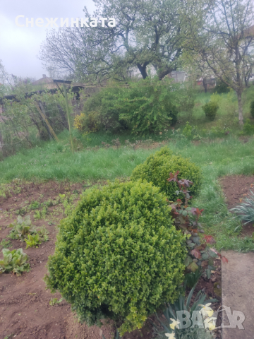 Продавам различни чемшири, снимка 9 - Градински цветя и растения - 36541426