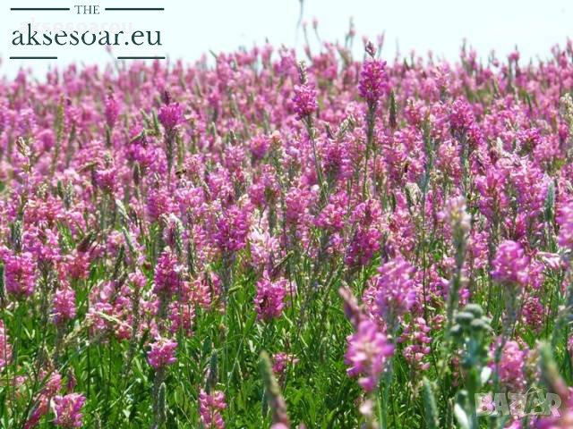 Семена от Еспарзета – медоносно растение за пчелите разсад семена пчеларски растения силно медоносно, снимка 7 - Сортови семена и луковици - 37710752