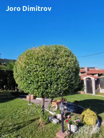 Поддръжка/Рязане на овошки и опасни дървета/Почистване на терени/Пръскане и изкореняване, снимка 7 - Други услуги - 48229616