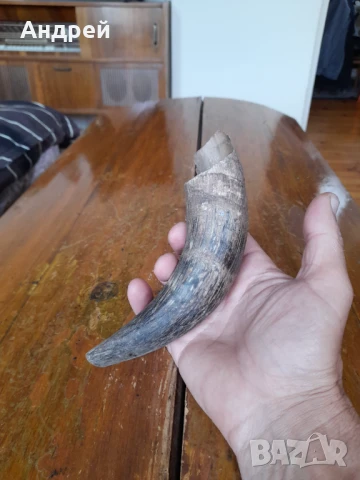 Стар рог #2, снимка 2 - Други ценни предмети - 50607528