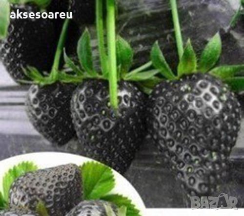 200 семена от плод черна ягода черни ягоди органични плодови ягодови семена от вкусни ягоди отлични , снимка 5 - Сортови семена и луковици - 27609805