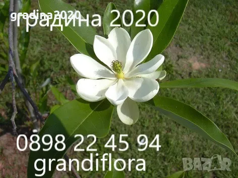 Магнолия - Magnolia НАЛИЧНИ 21 ВИДА Студоустoйчиви, снимка 6 - Градински цветя и растения - 28046229