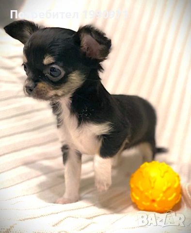 Уникално красиво, трицветно Момче мини чихуахуа на 2мес., снимка 3 - Чихуахуа - 53088184