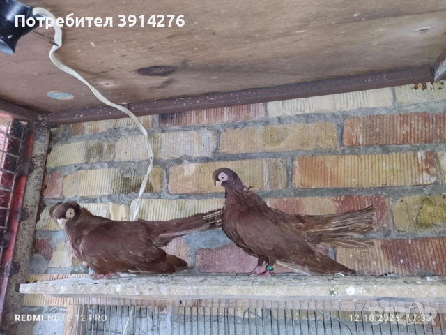 Варненски гълъби 