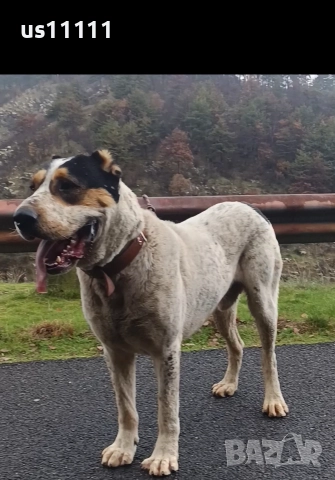 продава се мъжки алабай с много силна кръв 