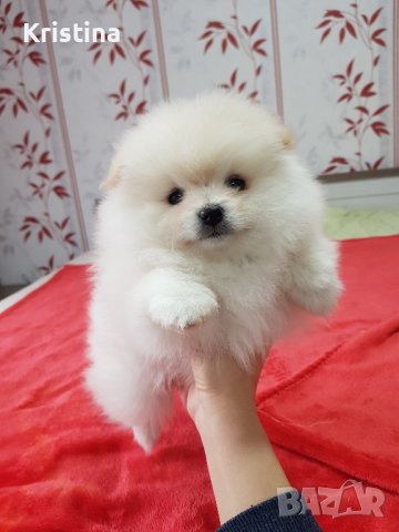Померан померани момичета , снимка 4 - Померан - 43700609