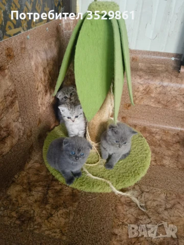 Британски котета, снимка 1