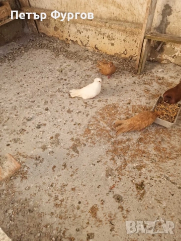 Продавам2  чифта    бемкалии, снимка 4 - Гълъби - 53163477