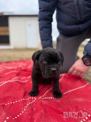 Мъжко Кане корсо, снимка 4 - Кане корсо - 52884652