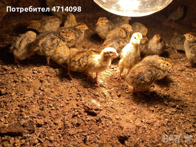 Малки пъдпъдъчета/ Новоизлюпени , снимка 2 - Други - 53159704