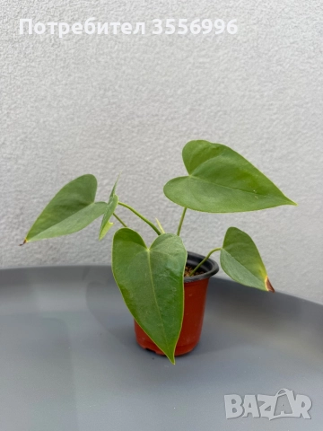 Антуриум червен