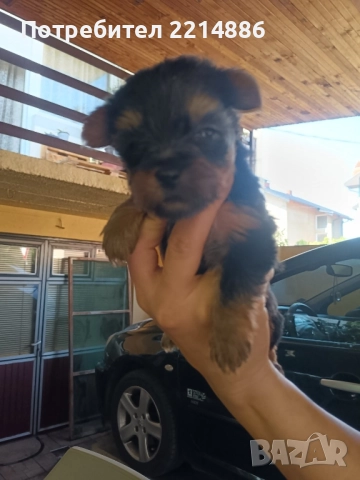 Мини йоркширски териери , снимка 7 - Йоркширски териер - 37413803