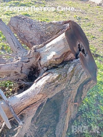 Подарявам голям корен от орех, снимка 3 - Декорация за дома - 52924429