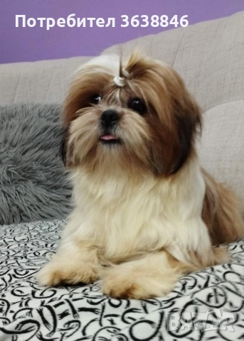 Ши тцу, снимка 8 - Ши Тцу - 52864498