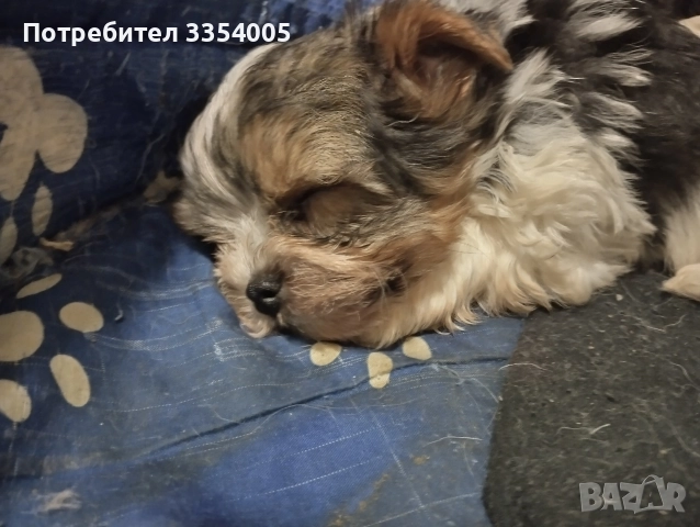 мъжко йорки бивър  супер подарък , снимка 2 - Йоркширски териер - 52586204