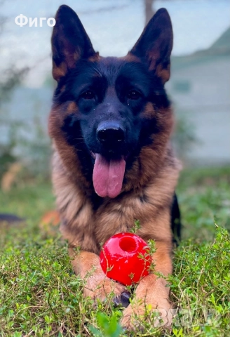 Немски Овчарки, снимка 6 - Немска овчарка - 52510625