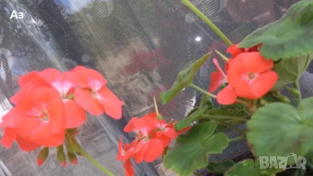 Продавам цветя Мушкато българско, в саксии, снимка 5 - Стайни растения - 49924443