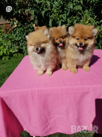 Померан померани Гр. София, снимка 11 - Померан - 51952079