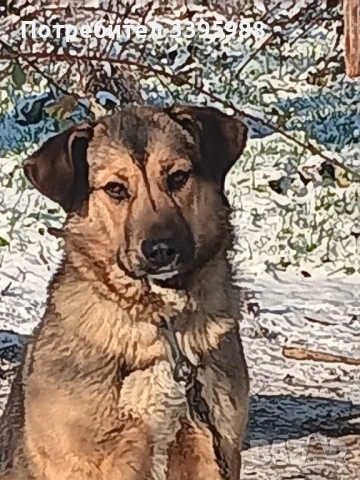 Подаряваме куче