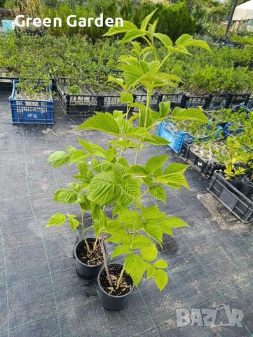 Малини Полка