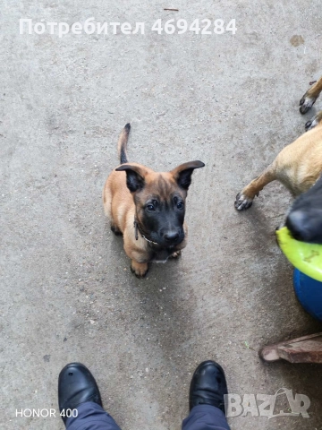 Белгийска овчарка Малинла , снимка 3 - Белгийска овчарка - 52919170