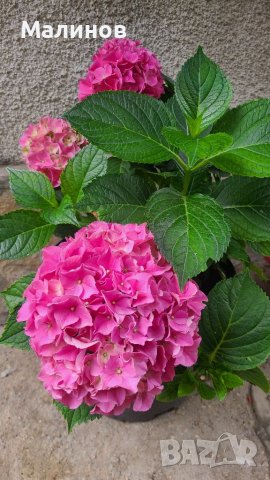 Многогодишна студоустойчива хортензия , снимка 1