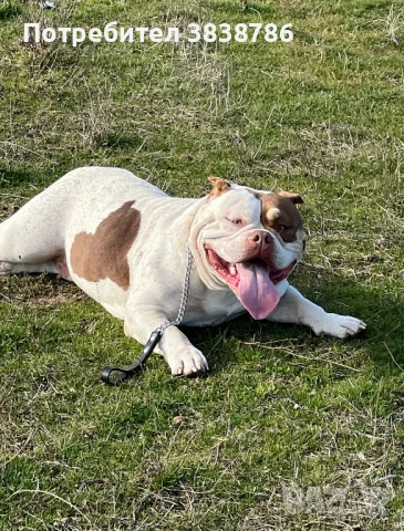 Американско були покет , снимка 5 - Други - 50833253