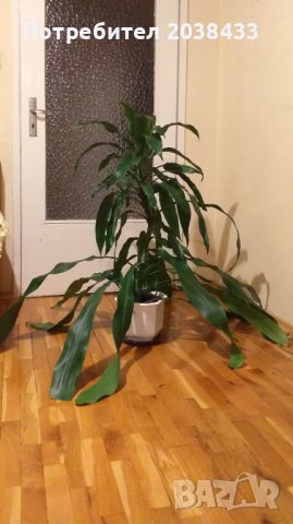 Драконова драцена - промоция!