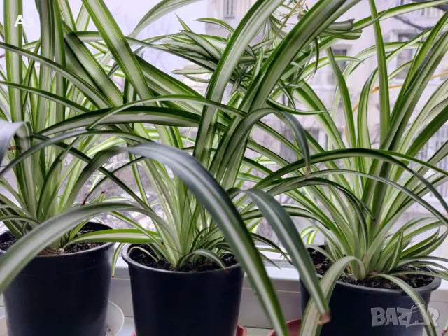 Продавам Цветя Хлорофитум (зелена лилия) - големи, снимка 18 - Стайни растения - 41147574