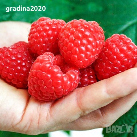 Налични 12 сорта малини, снимка 3 - Разсади - 43062694