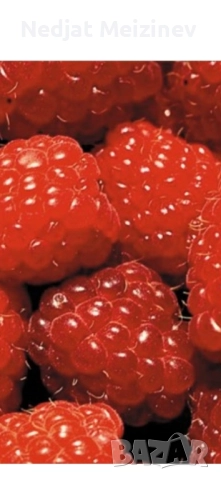 Малини разсад, снимка 2 - Разсади - 51943918