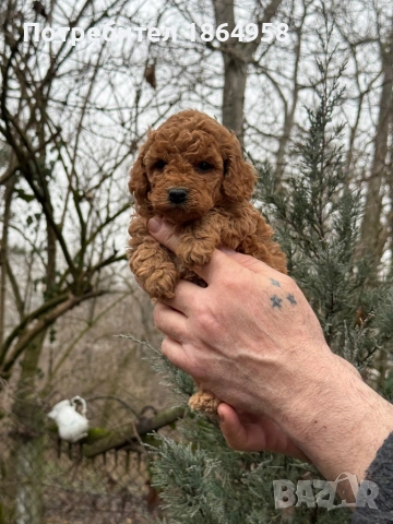 ТОЙ ПУДЕЛ Доставка, снимка 3 - Пудели - 53539998